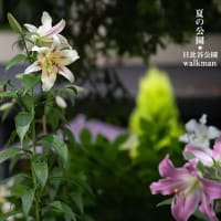 都心の夏・・・。