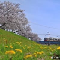 桜と名鉄電車、其の七