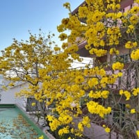 弟んちの花祭り　＆　蕗の薹味噌