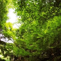 あおみなづき４