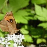 美しい（と思う）蛾です。