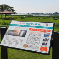 多々良沼公園　散策
