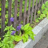 「入梅」という知らせ