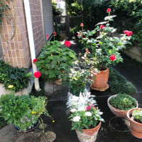 ガラケーの　写真懐かし　朝の事