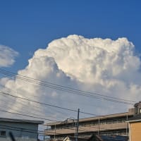 03/Jun   隅田の花火とゼニアオイとカワセミとコサギと入道雲