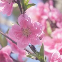 たのしい万葉集　我が宿の毛桃の下に・・・　