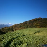 富士山とミカンと山茶花
