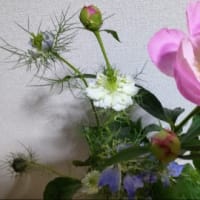 ニゲラ（ニオイクロタネソウ）には毒がある？