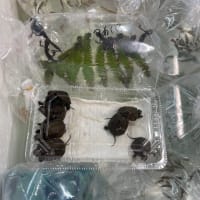 熱帯魚卸なんですが