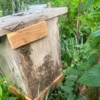 日本ミツバチ🐝の採取をしました