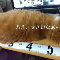 三男のために何を断つか（笑）