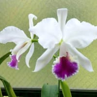 C. labiata semialba 'Brizal'