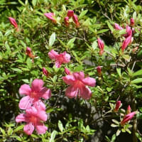 庭のサツキ 紅花と白花