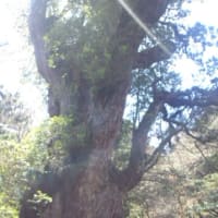 世界遺産の屋久島へ　　懐古