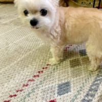 gooブログの関係からか上位ランク入り？