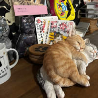 看板猫がいるお店で猫飲み 気ままなイタリアン チャーリーさん1 (2506)