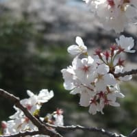 矢那川の桜（2024）