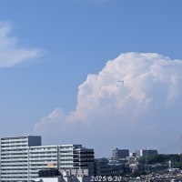 ２０２５・６・２９～７・１雲・アガパンサス・ムクゲ・１輪咲いたコオニユリ