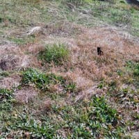 私の独り言・・猫編２０２４．０２２２～