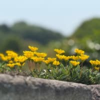 野花
