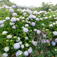 2025　梅雨　横浜市こども植物園、児童遊園地