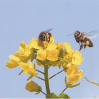 菜の花とミツバチ・・・伊藤信男さんの写真
