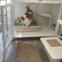 本日の猫たち#234