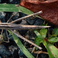 ショウリョウバッタの終齢幼虫