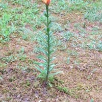 花壇の主役「スカシユリ」終わりです。