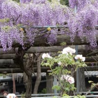 東松山市　箭弓稲荷神社と牡丹園