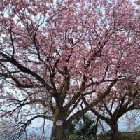 二上山城山の八重桜