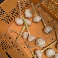 野菜の保存