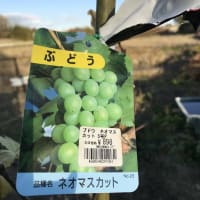 2023-11-14根つことブドウ