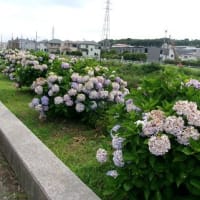 2025　空梅雨　俣野別邸庭園+α
