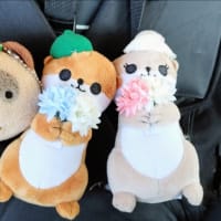ぽんぽこ日記 TOP😄（最終更新　7/12　12:24🕛）