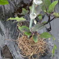 6月15日うどん旅の帰りに畑　オクラ　さつま芋の苗追加　梅収穫