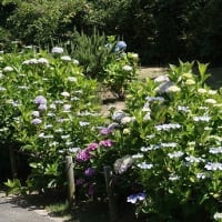 06/14探鳥記録写真：はまゆう公園の鳥たち（ホオジロ、カワラヒワ、紫陽花、）