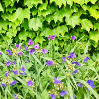緑の蔦と紫の梅雨草と家猫
