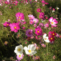 夏が終わり秋の始まり今はどうなっているのか😢