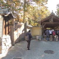 今日の東福寺の紅葉状況。