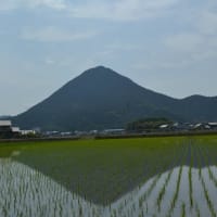 　　あんずの家　　藤の花三大寺　三上山