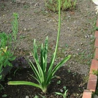 「アバがンサス」の花、バージン花です。