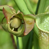 鉢植えの食虫植物（１）サラセニア　 b、レウコフィラ