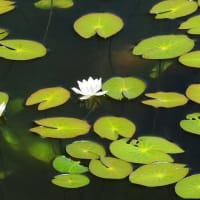 開花の時刻が花の名前