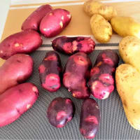皐月31日（金）小雨の中ジャガイモ（レッドムーン・キタアカリ）を収穫！早め切り上げる。