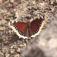 キベリタテハに出会えました。(富士山6合目)