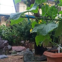 6月10日・梅雨入り！