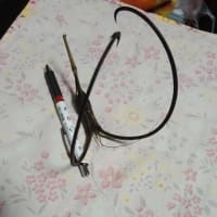 ツノゴマの実