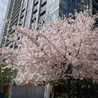 ２０２１マンションの桜