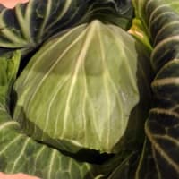 有機野菜・低農薬野菜の「らでぃっしゅぼーや」探訪（13）